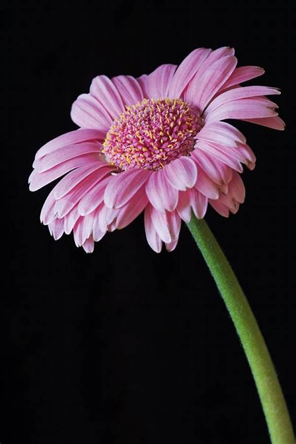 Flower Photography Tips For Beginners