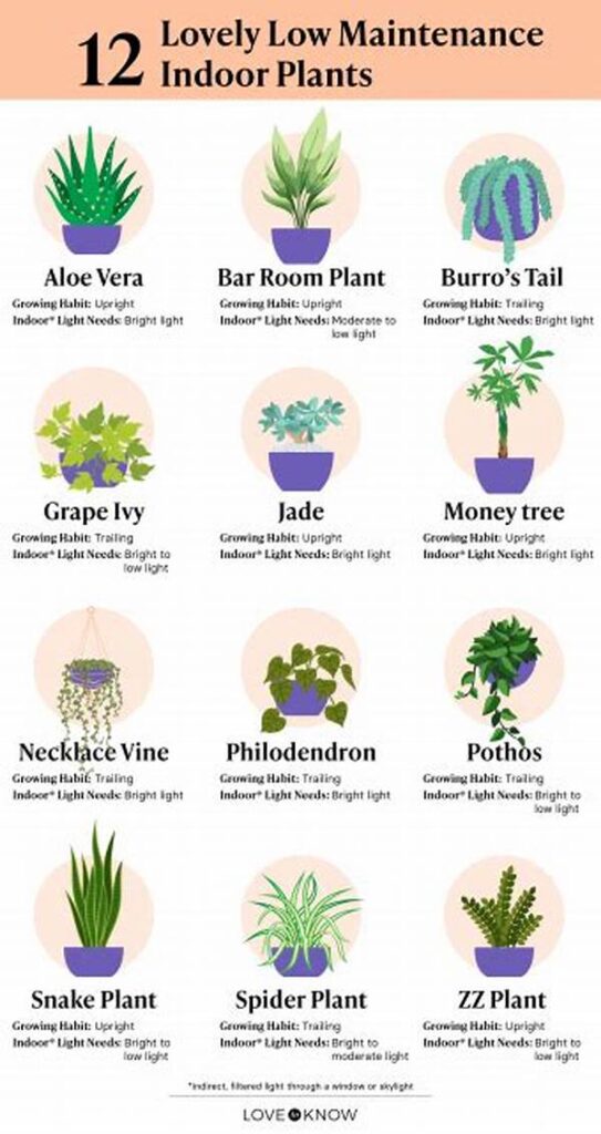 Fragrant Low-maintenance Plants