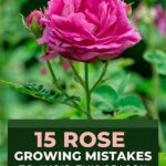 Frequent Missteps In Growing Flowers
