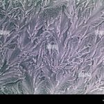 Frost Effect On Blossom Emergence