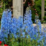 Ideal Sunlight For Blooming Flowers