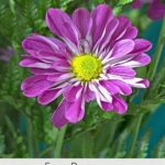 In-depth Wildflower Study Resources