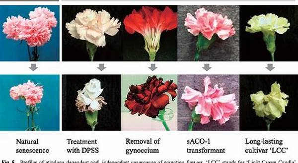Increasing Lifespan Of Cut Flowers