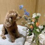 Kid And Pet-friendly Floral Options