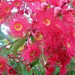 Learning To Identify Indigenous Blossoms