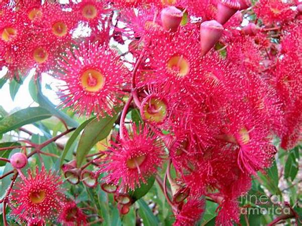 Learning To Identify Indigenous Blossoms