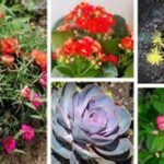 Low-maintenance Bloom Selection