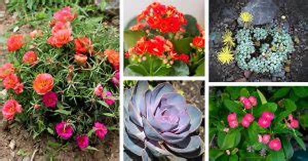 Low-maintenance Bloom Selection
