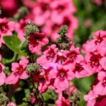 Low-maintenance Flowering Plant Selection