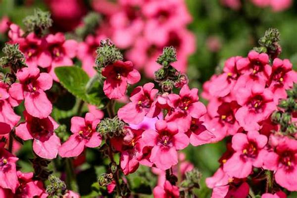 Low-maintenance Flowering Plant Selection