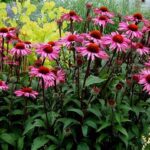 Low-maintenance Fragrant Garden Blooms