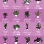 Low-maintenance Houseplants For Families