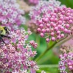 Native Flowers And Wildlife Sustenance