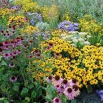 Native Perennial Garden Plants