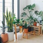 No-fuss Indoor Greenery Solutions