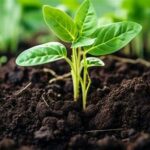 Nutrient-rich Soil For Flowering