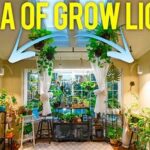 Optimal Lighting For Indoor Plants