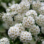 Perennial Blooms For Bridal Events