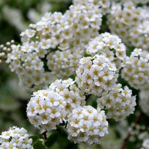 Perennial Blooms For Bridal Events