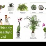 Pet-friendly Houseplant Options