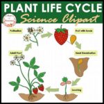 “plant Life Cycles Explained For Kids”