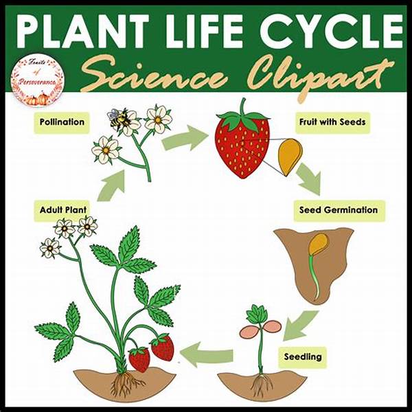 “plant Life Cycles Explained For Kids”