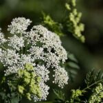 Poison-free Flowers For Family Homes