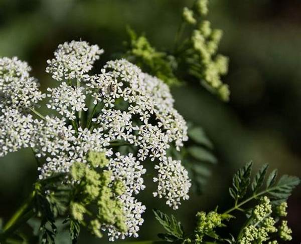 Poison-free Flowers For Family Homes