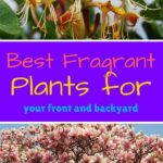 Popular Fragrant Flowers For Backyards