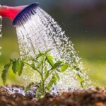 Proper Hydration For Flowers