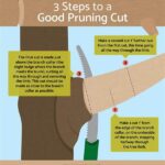 Proper Stem Cutting Techniques