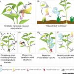 Protective Garden Planting Strategies