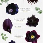 Rare Black Flowers And Their Meanings