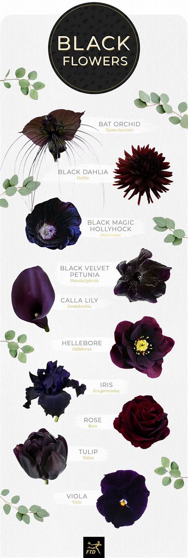Rare Black Flowers And Their Meanings