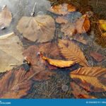 Remove Leaves Below Water