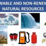 Renewable Resource Floral Box Alternatives