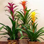 Safe Indoor Blooming Plants