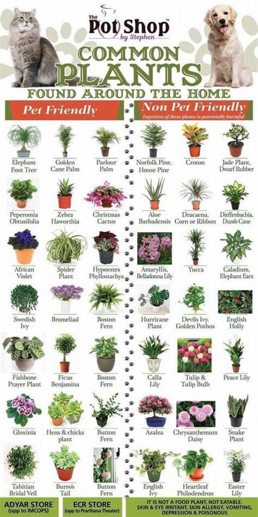 Safe Plants For Pet Households