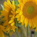 Simple Tricks To Save Fresh Flowers