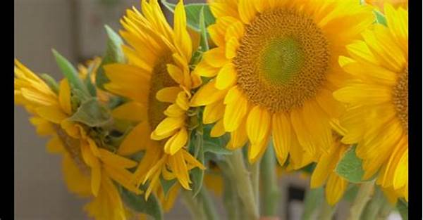 Simple Tricks To Save Fresh Flowers