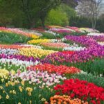 Spring Blooming Garden Flowers