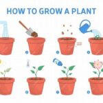 Step-by-step Seasonal Flower Cultivation