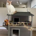 Stylish Cat House Ideas