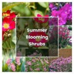 Summer Flowering Plant Care Tips