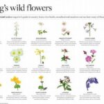 **tips For Recognizing Wild Blooms**