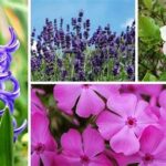 Top Aromatic Garden Flowers Selection