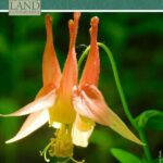 Top Field Guides For Botany Enthusiasts