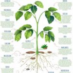 Top Nutrients For Flower Blooms