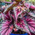 User-friendly Blooming Plant Varieties