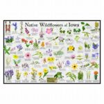 “wildflower Species Distribution Patterns”